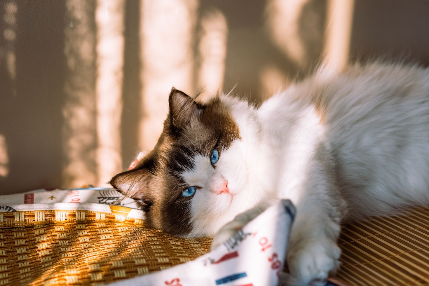 Understanding The Gentle Temperament Of Ragdolls