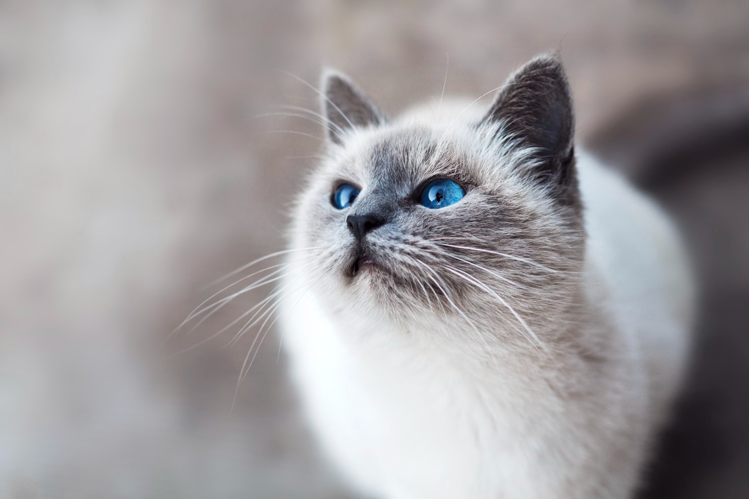Essential Tips For Grooming Your Longhaired Friend