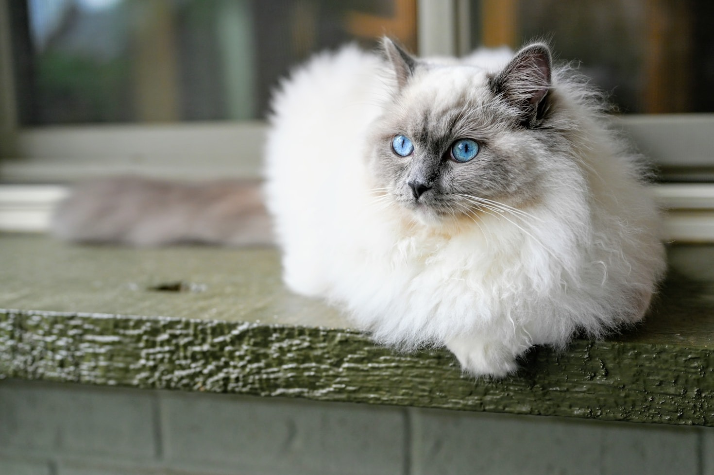 Top Nutrition Advice For A Healthy Cat