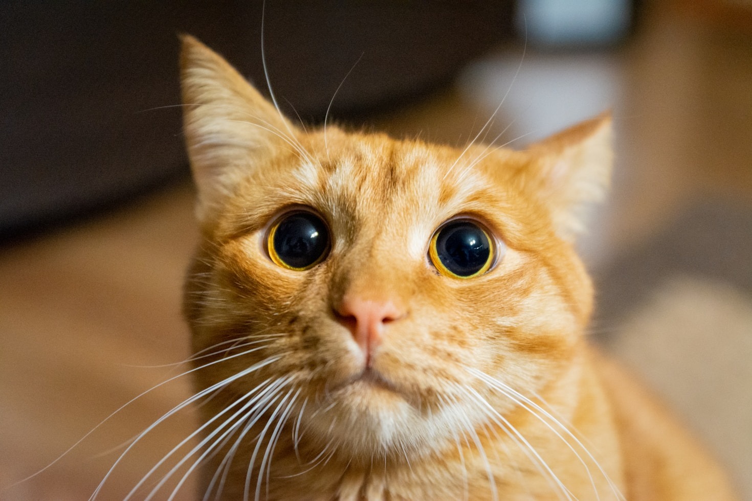 Why Ragdolls Make The Perfect Family Pet