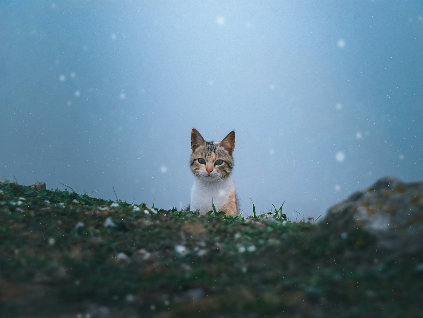Creating A Cozy Sanctuary For Your Kitten