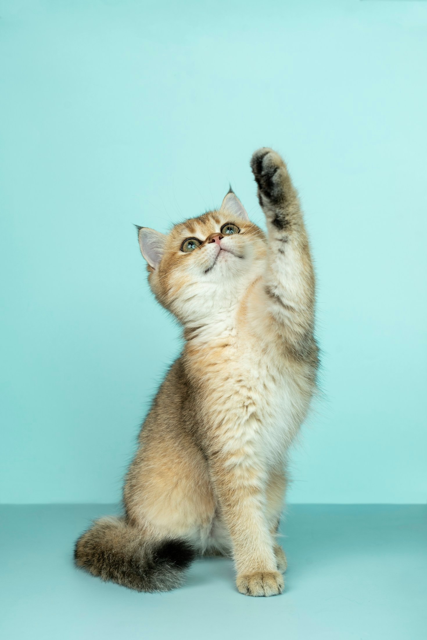 Decoding The Language Of Your Ragdoll Cat