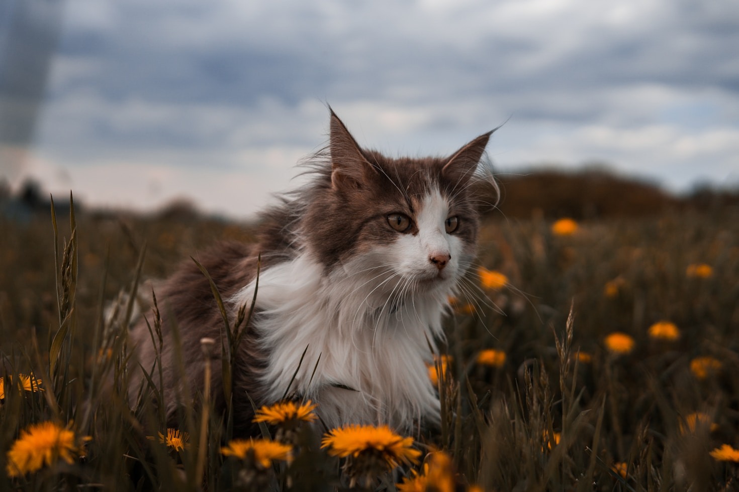 Fun Activities To Keep Your Cat Active