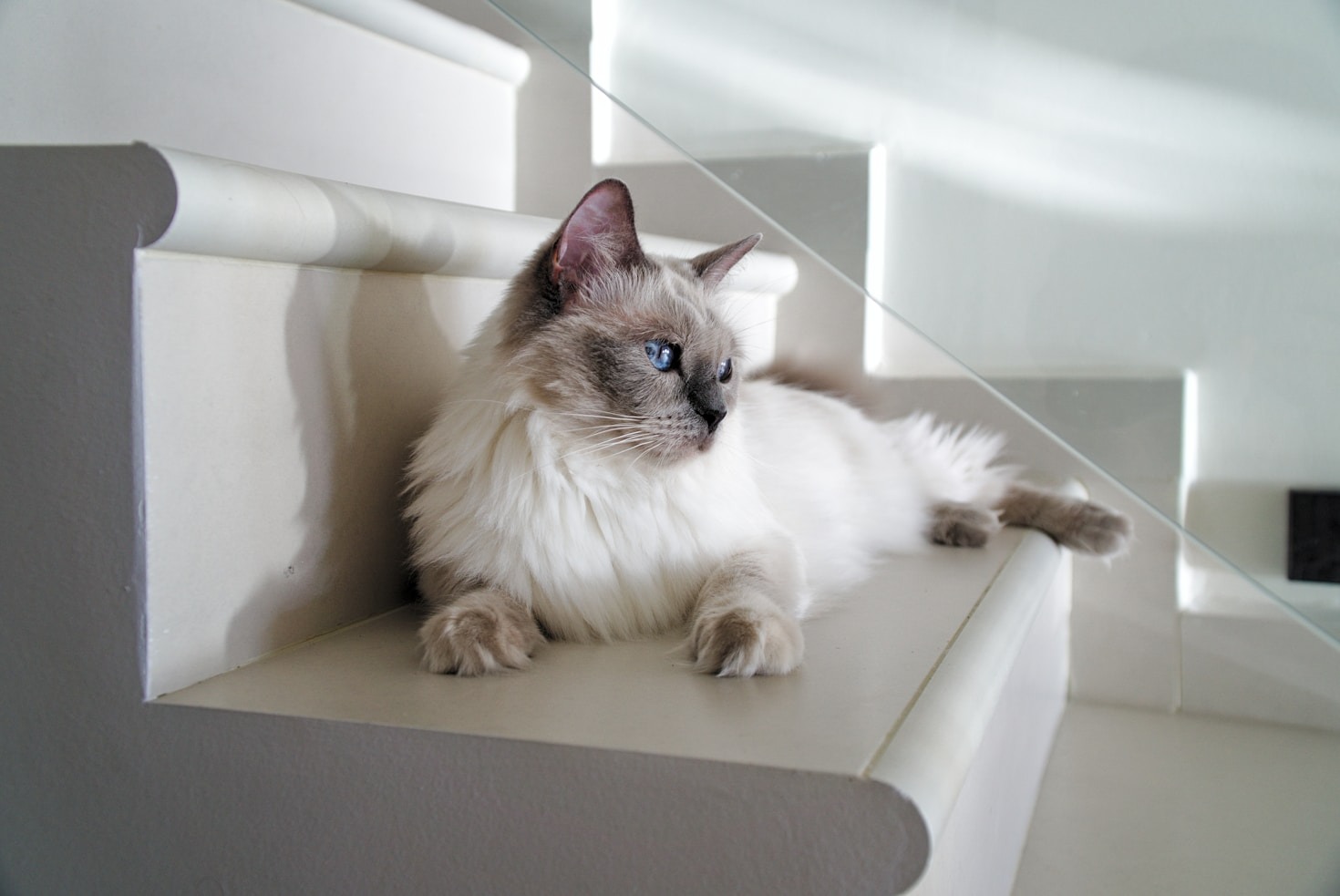 The History And Origins Of Ragdolls